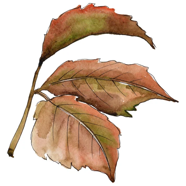 Blackberry leaf. Leaf plant botanical garden floral foliage. — Stock Image Blackberry leaf. Leaf plant botanical garden floral foliage. Stock Image