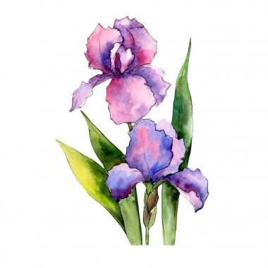 Renkli iris. Botanik çiçek. İzole vahşi bahar yaprak kır çiçeği.