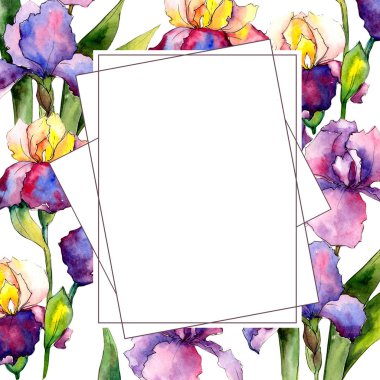 Renkli iris. Botanik çiçek. Vahşi bahar yaprak kır çiçeği çerçeve.