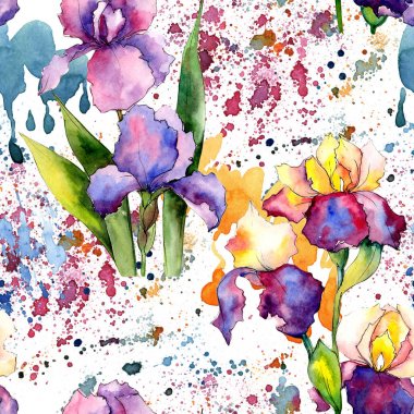 Renkli iris. Botanik çiçek. Vahşi bahar yaprak kır çiçeği deseni.