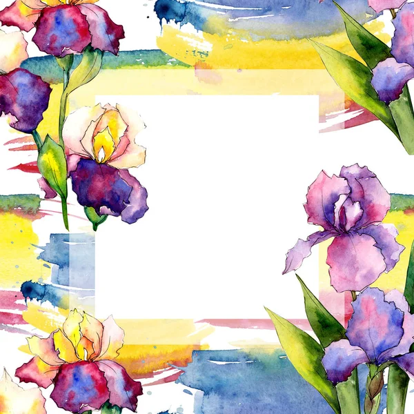 Colorful irises. Floral botanical flower. Wild spring leaf wildflower frame. — Stock Photo, Image