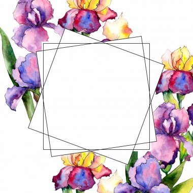 Renkli iris. Botanik çiçek. Vahşi bahar yaprak kır çiçeği çerçeve.