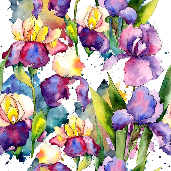 Colorful irises. Floral botanical flower. Wild spring leaf wildflower pattern. — Stock Photo, Image