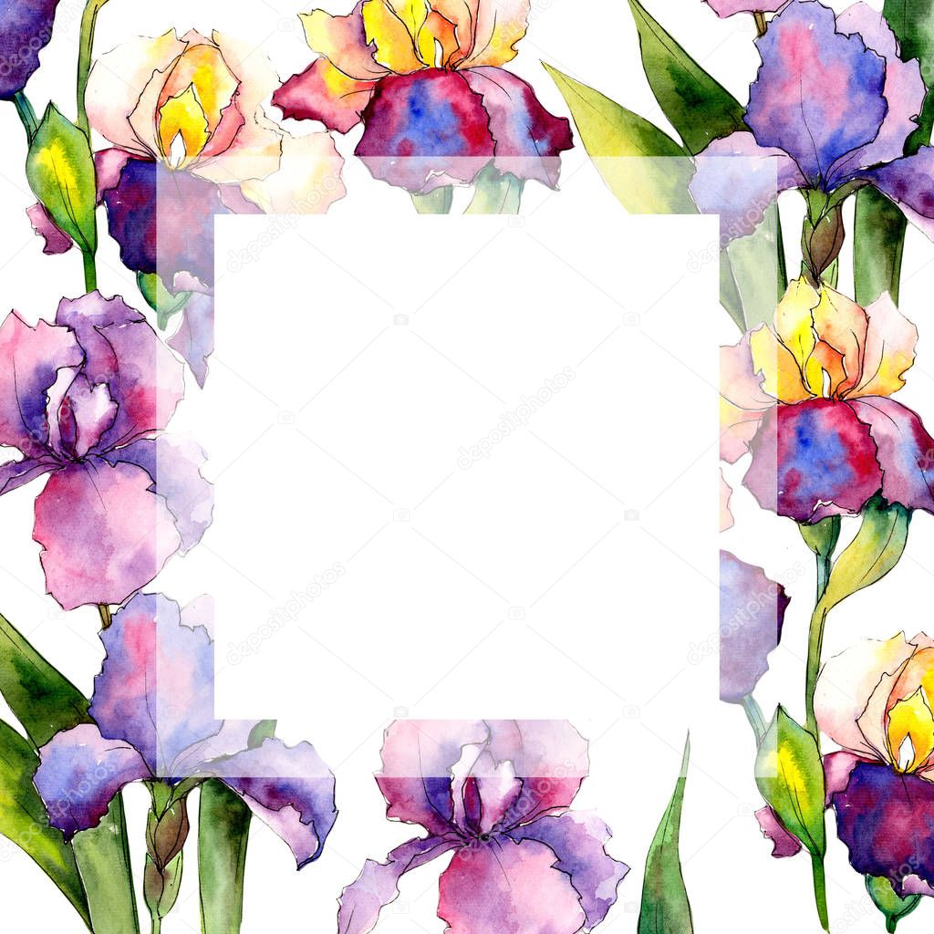 Colorful irises. Floral botanical flower. Wild spring leaf wildflower frame.