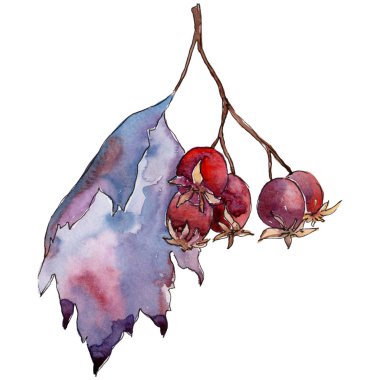 Alıç yaprağı. Yaprak bitki botanik bahçe çiçek yaprakları.