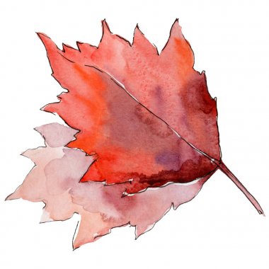 Alıç yaprağı. Yaprak bitki botanik bahçe çiçek yaprakları.