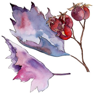 Alıç yaprağı. Yaprak bitki botanik bahçe çiçek yaprakları.