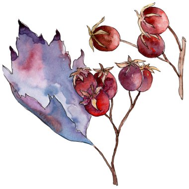 Alıç yaprağı. Yaprak bitki botanik bahçe çiçek yaprakları.