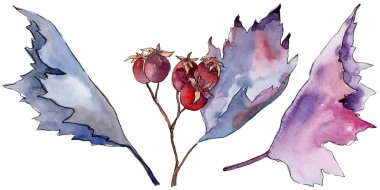 Alıç yaprağı. Yaprak bitki botanik bahçe çiçek yaprakları.