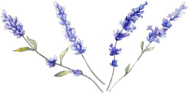 Mor lavanta. Botanik çiçek. İzole vahşi bahar yaprak kır çiçeği.