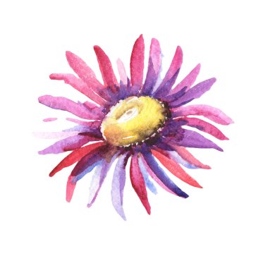 Mor papatya. Botanik çiçek. İzole vahşi bahar yaprak kır çiçeği.