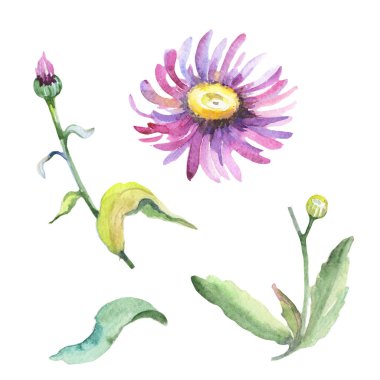 Mor papatya. Botanik çiçek. İzole vahşi bahar yaprak kır çiçeği.