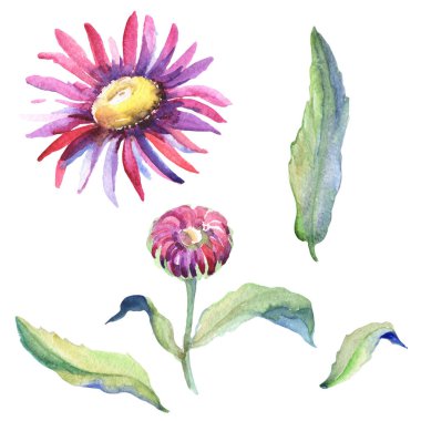 Mor papatya. Botanik çiçek. İzole vahşi bahar yaprak kır çiçeği.