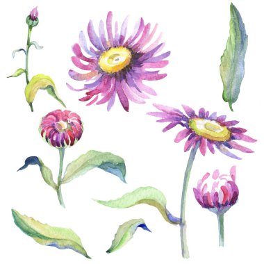 Mor papatya. Botanik çiçek. İzole vahşi bahar yaprak kır çiçeği.