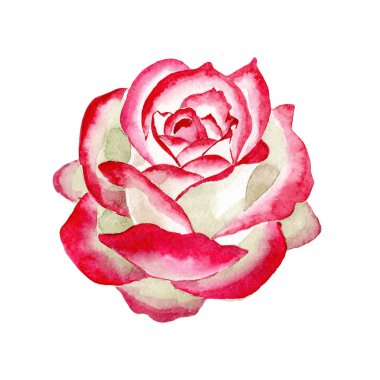 White-red rose. Floral botanical flower. Wild spring leaf wildflower isolated. clipart