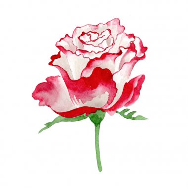 Beyaz-kırmızı gül. Botanik çiçek. İzole vahşi bahar yaprak kır çiçeği.