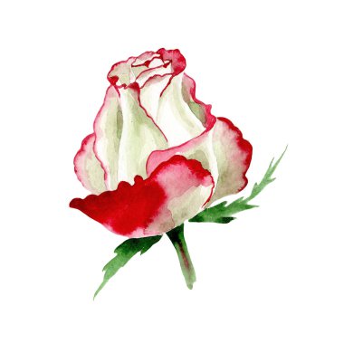 Beyaz-kırmızı gül. Botanik çiçek. İzole vahşi bahar yaprak kır çiçeği.