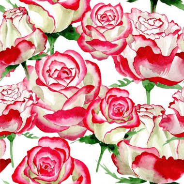 Beyaz-kırmızı gül. Botanik çiçek. Vahşi bahar yaprak kır çiçeği deseni.