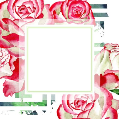 Beyaz-kırmızı gül. Botanik çiçek. Vahşi bahar yaprak kır çiçeği çerçeve.