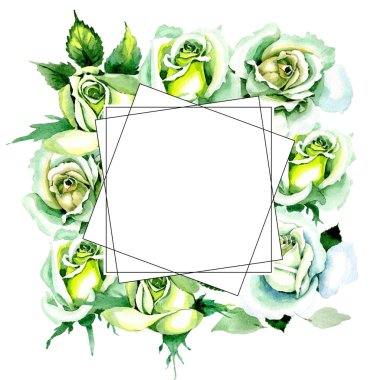 Beyaz güller. Botanik çiçek. Vahşi bahar yaprak kır çiçeği çerçeve.