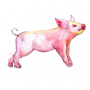 Domuz vahşi hayvan izole bir suluboya tarzında.