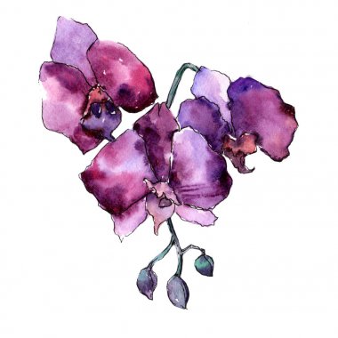 Mor orkide. Botanik çiçek. İzole vahşi bahar yaprak kır çiçeği.