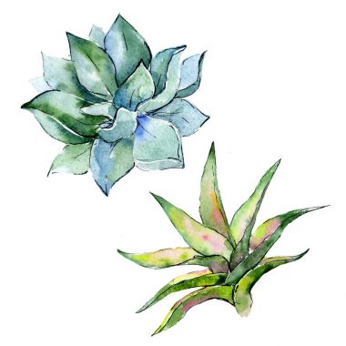 Tropikal bitki. Botanik çiçek. İzole vahşi bahar yaprak kır çiçeği.