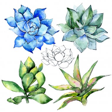 Tropikal bitki. Botanik çiçek. İzole vahşi bahar yaprak kır çiçeği.