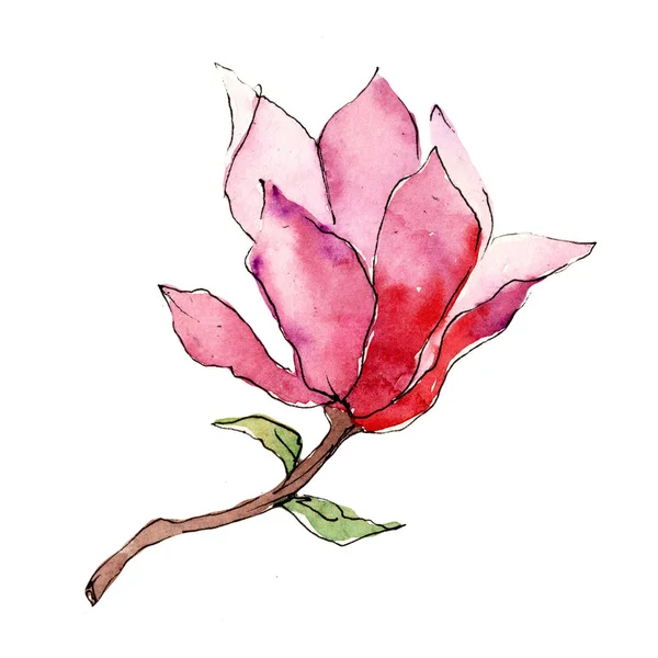 Розовая магнолия. Цветочный ботанический цветок. Изолированный дикий весенний цветок . — стоковое фото