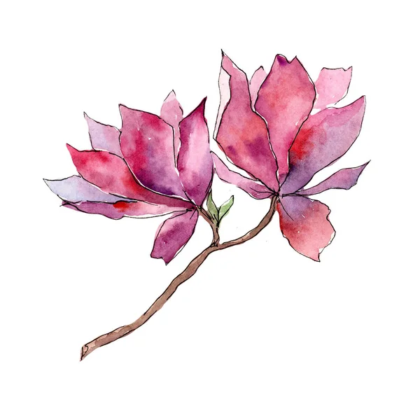 Ροζ magnolia. Floral βοτανικό λουλούδι. Άγρια άνοιξη φύλλων wildflower απομονωμένες. — Φωτογραφία Αρχείου