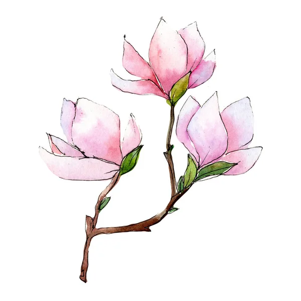 Розовая магнолия. Цветочный ботанический цветок. Изолированный дикий весенний цветок . — стоковое фото