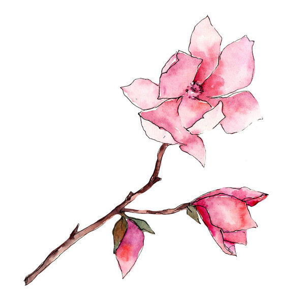 Pink magnolia. Floral botanical flower. Wild spring leaf wildflower isolated.