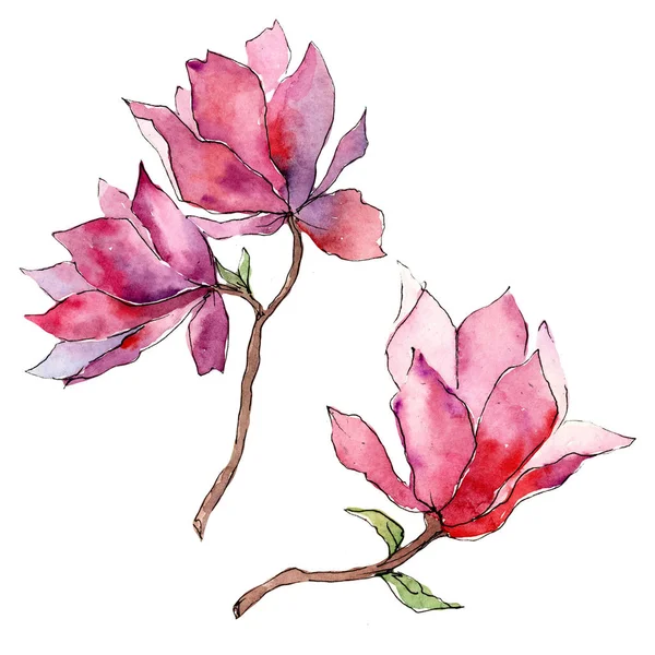 Magnolia rosa. Fiore botanico floreale. Foglia selvatica primavera fiore selvatico isolato . — Foto Stock