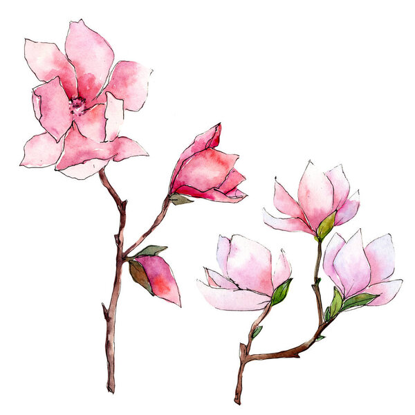 Pink magnolia. Floral botanical flower. Wild spring leaf wildflower isolated.