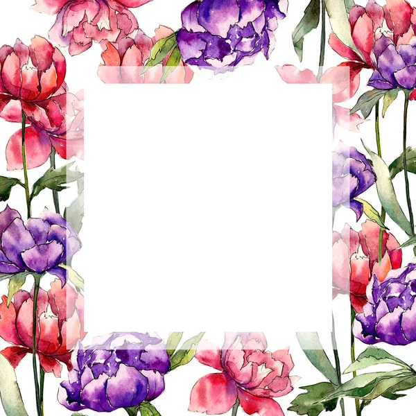 Una peonía colorida. Flor botánica floral. Hoja de primavera salvaje marco de flores silvestres . —  Fotos de Stock