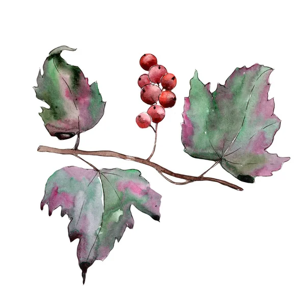 Foglie di ribes. Foglia vegetale orto botanico fogliame floreale . — Foto Stock