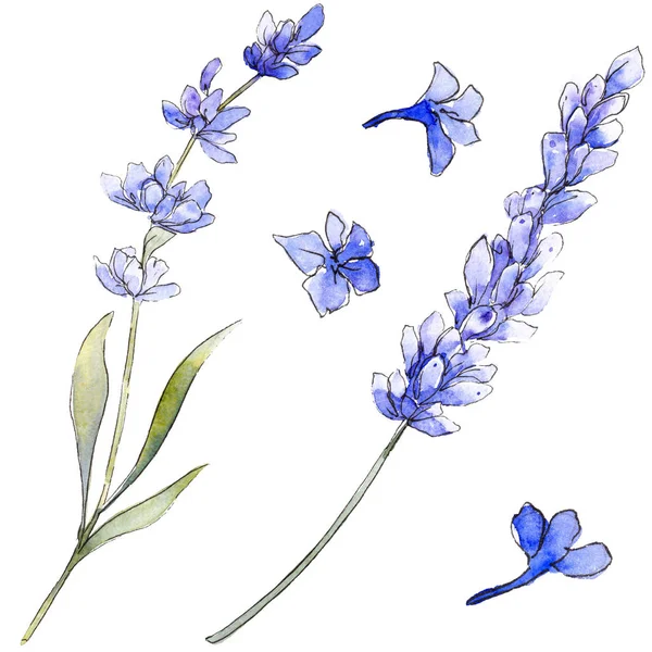 Paarse lavendel. Floral botanische bloem. Wild voorjaar blad wildflower geïsoleerd. — Stockfoto