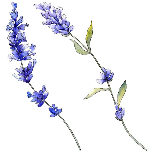 Paarse lavendel. Floral botanische bloem. Wild voorjaar blad wildflower geïsoleerd. — Stockfoto