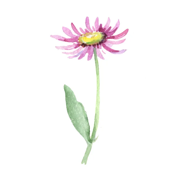 Mor papatya. Botanik çiçek. İzole vahşi bahar yaprak kır çiçeği. — Stok fotoğraf