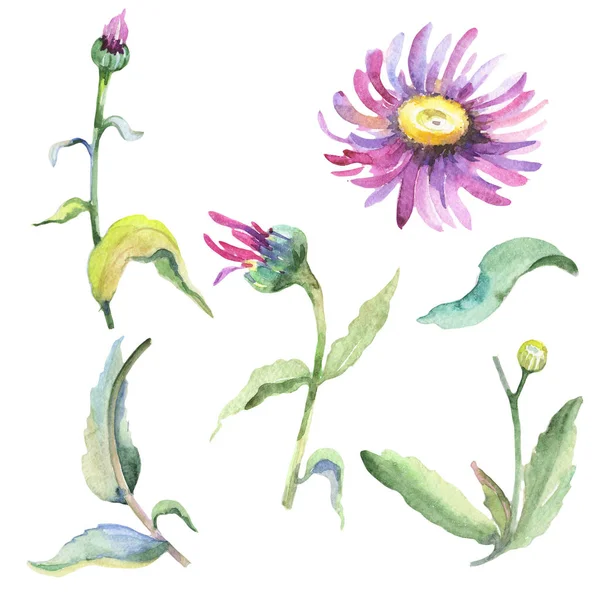 バイオレットのカモミール。花植物の花。分離した野生春葉ワイルドフラワー. — ストック写真