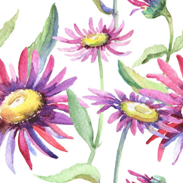Violet chamomile. Floral botanical flower. Wild spring leaf wildflower pattern. — Stock Photo, Image