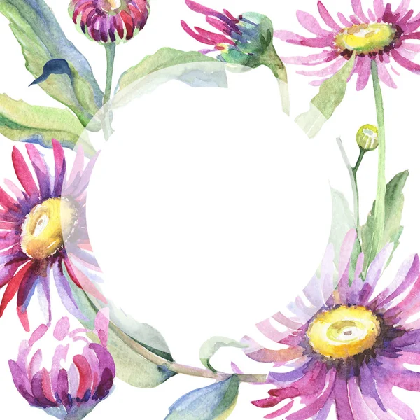 Фиолетовая ромашка. Цветочный ботанический цветок. Рамка из диких весенних листьев . — стоковое фото