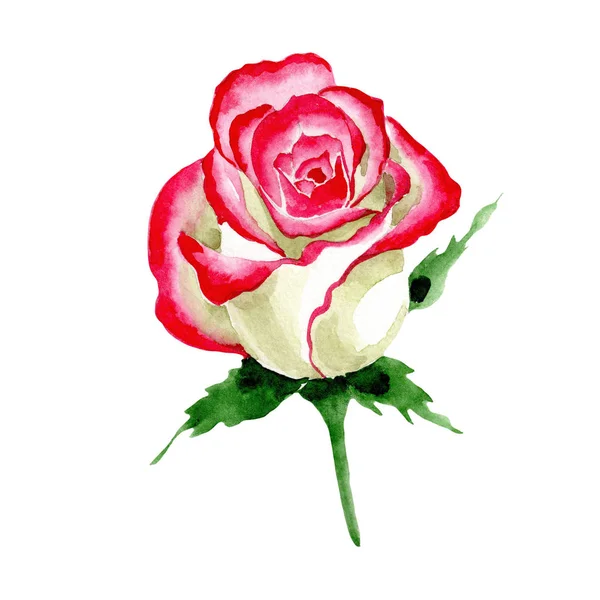 Rosa bianco-rossa. Fiore botanico floreale. Foglia selvatica primavera fiore selvatico isolato . — Foto Stock