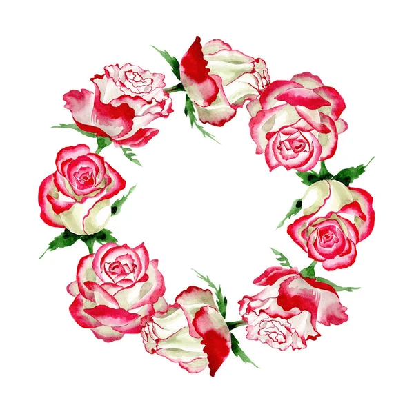 Rose blanche-rouge. Fleur botanique florale. Feuille de printemps sauvage cadre de fleurs sauvages . — Photo