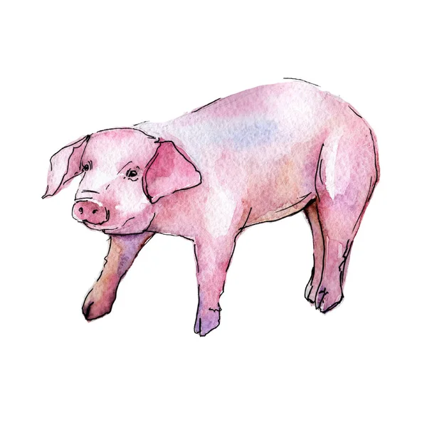 Porco animal selvagem em um estilo aquarela isolado . — Fotografia de Stock