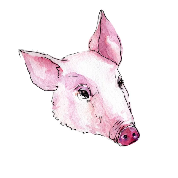 Cochon animal sauvage dans un style aquarelle isolé . — Photo