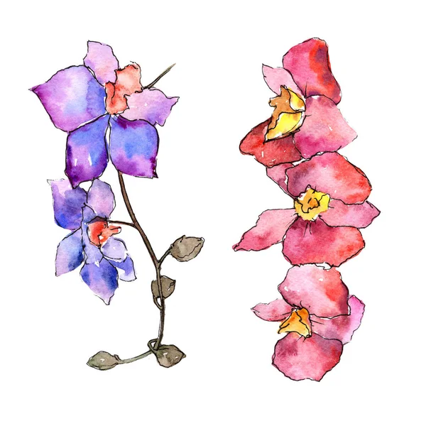 Барвиста орхідея. Квіткова ботанічна квітка. Дикий весняний лист дикої квітки ізольований . — стокове фото