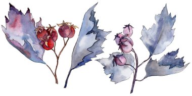 Alıç yaprağı. Yaprak bitki botanik bahçe çiçek yaprakları.