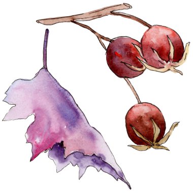 Alıç yaprağı. Yaprak bitki botanik bahçe çiçek yaprakları.