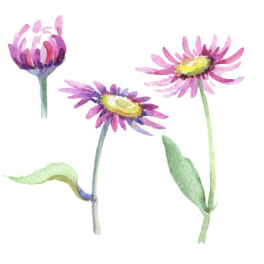 Mor papatya. Botanik çiçek. İzole vahşi bahar yaprak kır çiçeği.